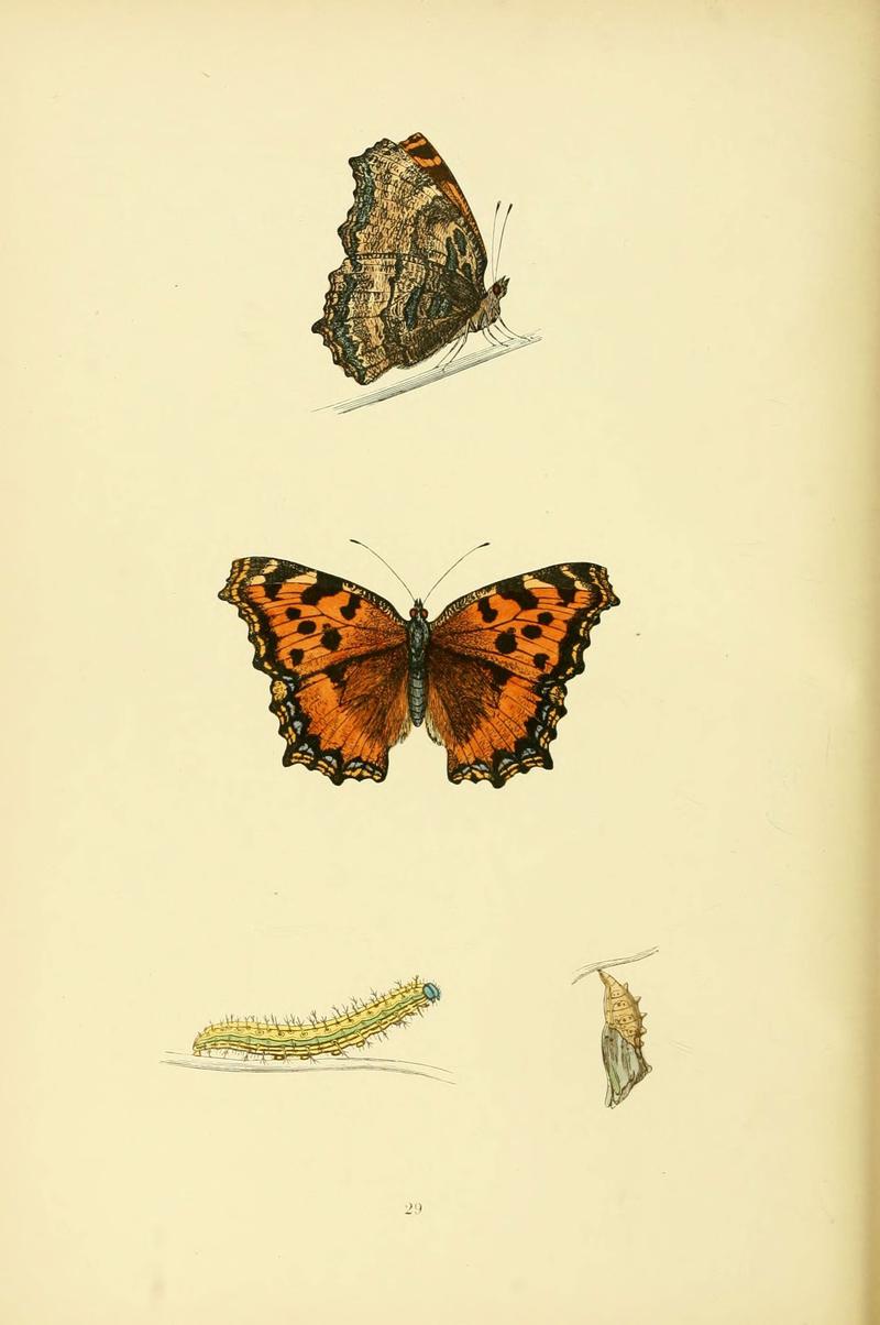 A history of British butterflies (6073068125)