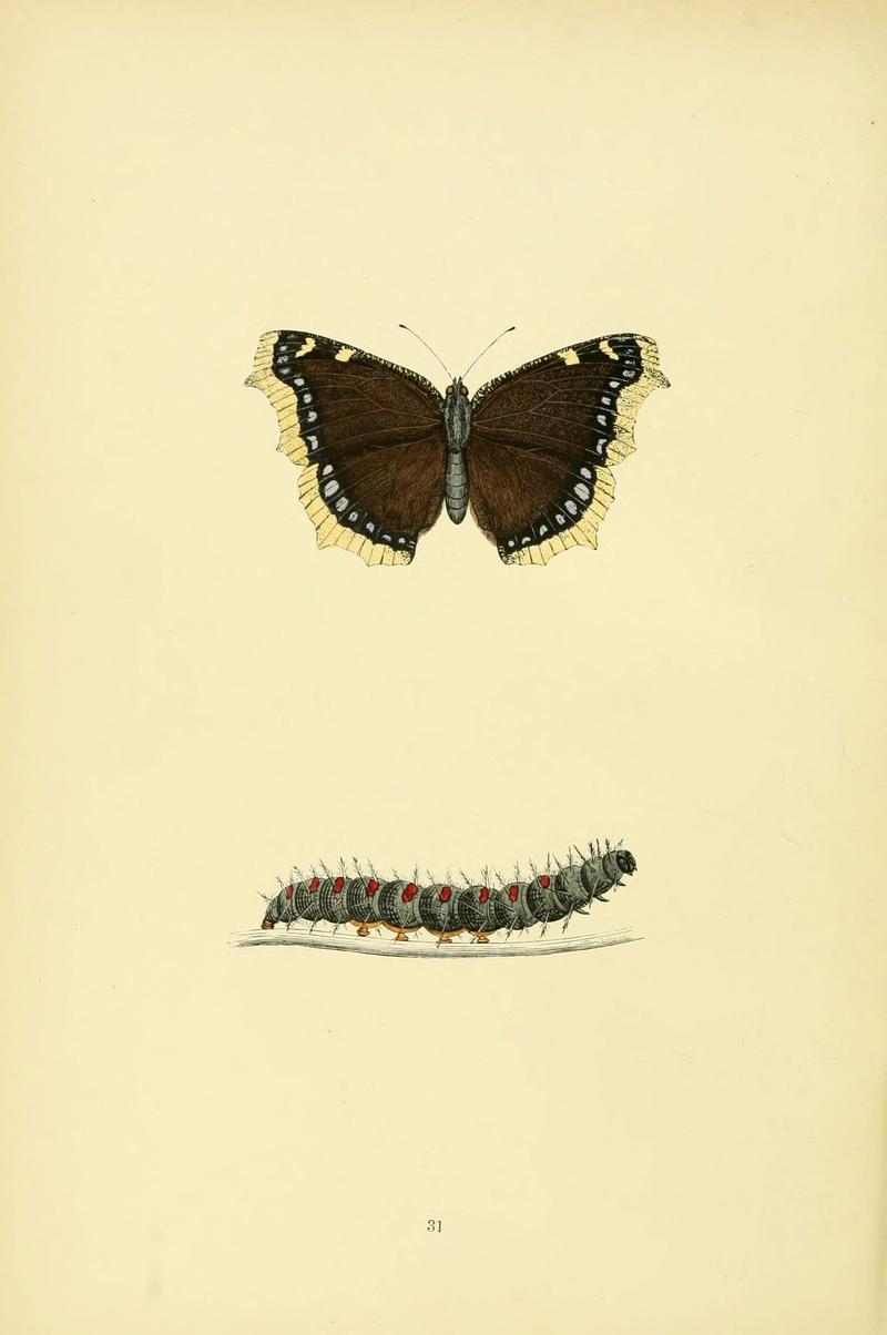 A history of British butterflies (6073068671)