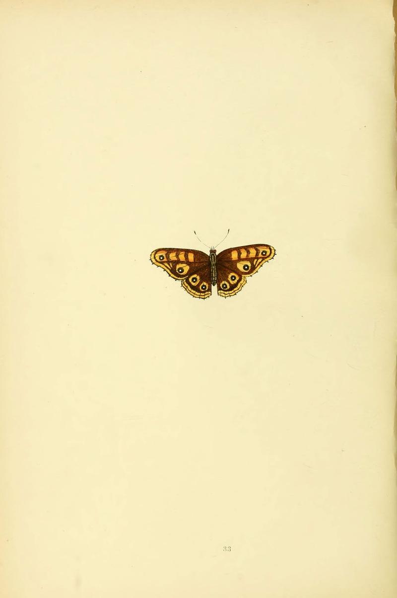 A history of British butterflies (6073069281)