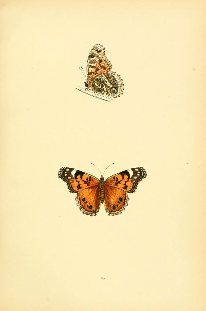 A history of British butterflies (6073069757)