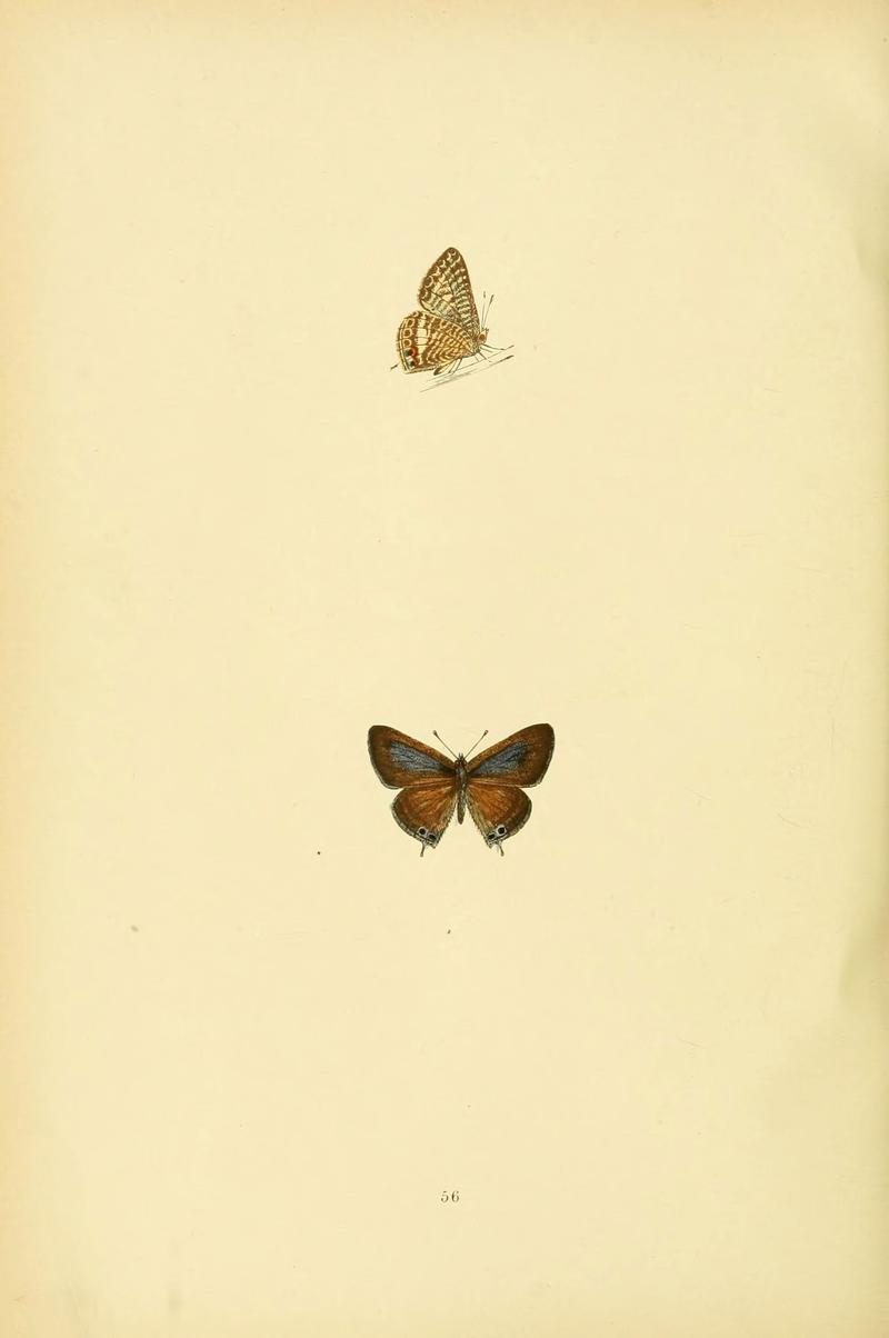 A history of British butterflies (6073076359)