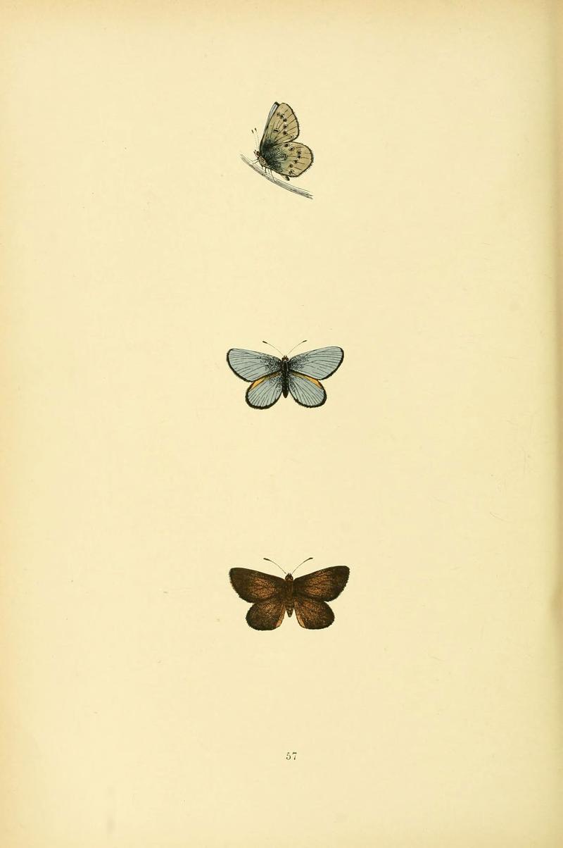 A history of British butterflies (6073076575)