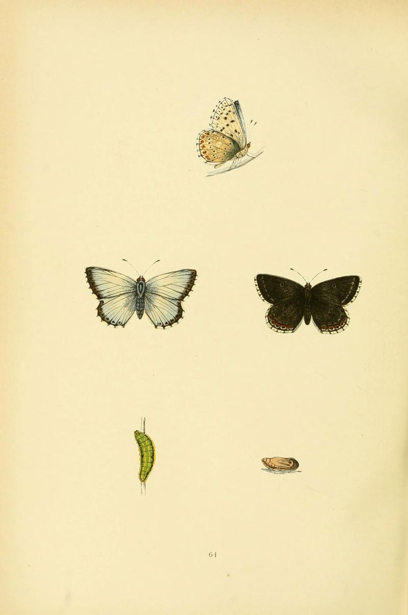 A history of British butterflies (6073078561)