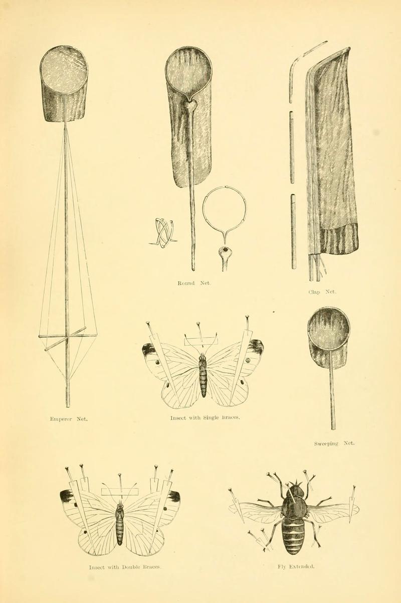 A history of British butterflies (6073081283)