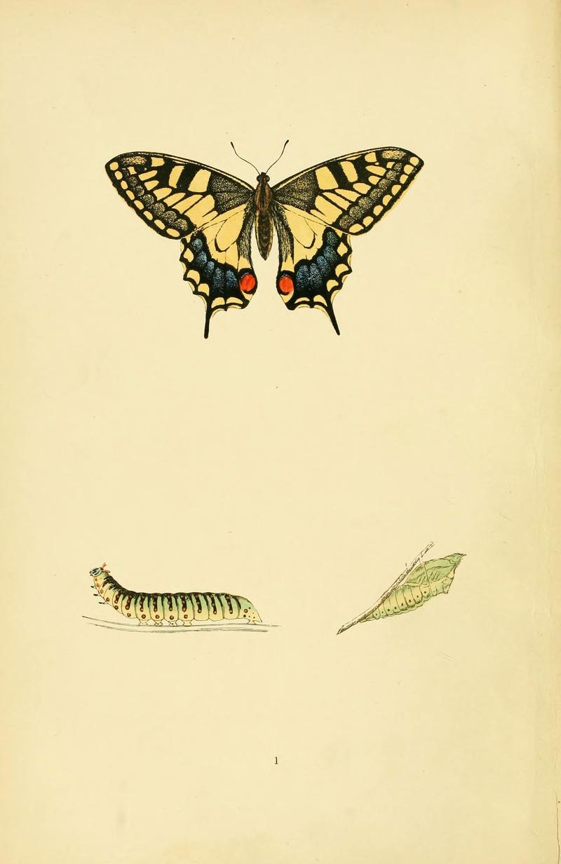 A history of British butterflies (6073599266)