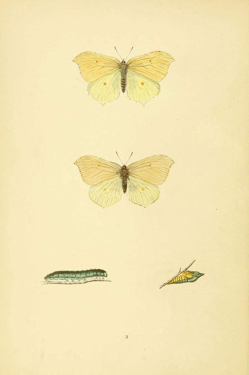 A history of British butterflies (6073600210)