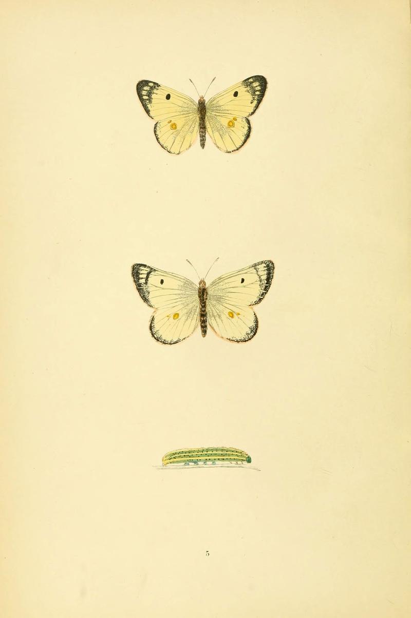 A history of British butterflies (6073601030)