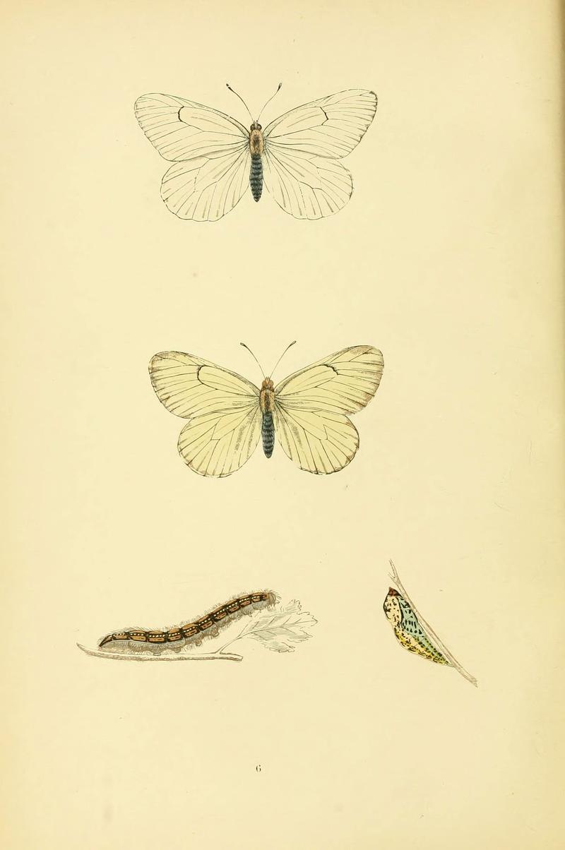 A history of British butterflies (6073601274)