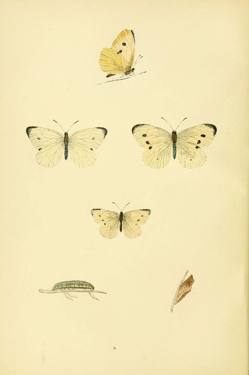 A history of British butterflies (6073602160)