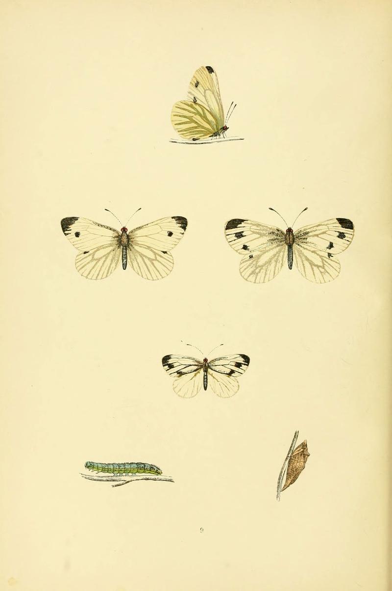A history of British butterflies (6073602398)