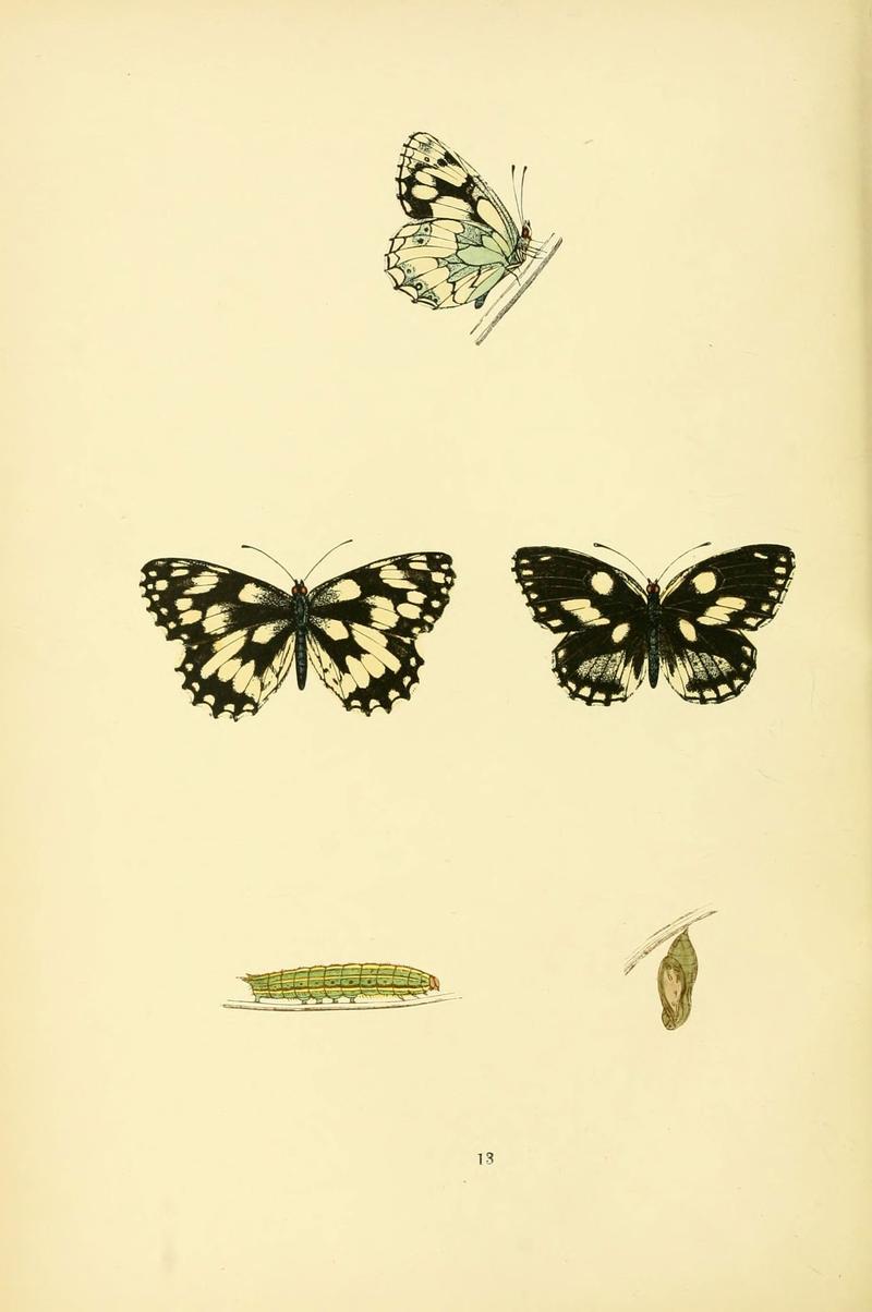 A history of British butterflies (6073603646)