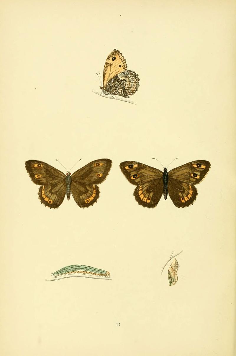 A history of British butterflies (6073604918)