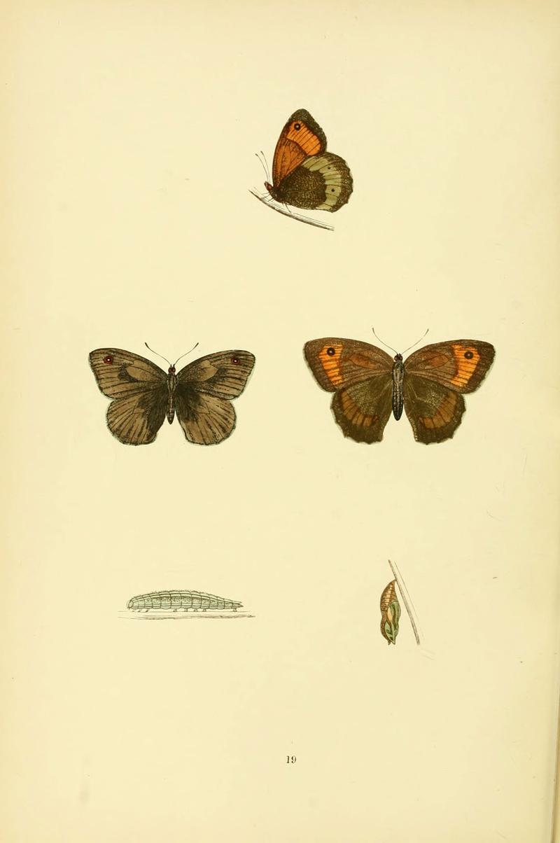 A history of British butterflies (6073605536)
