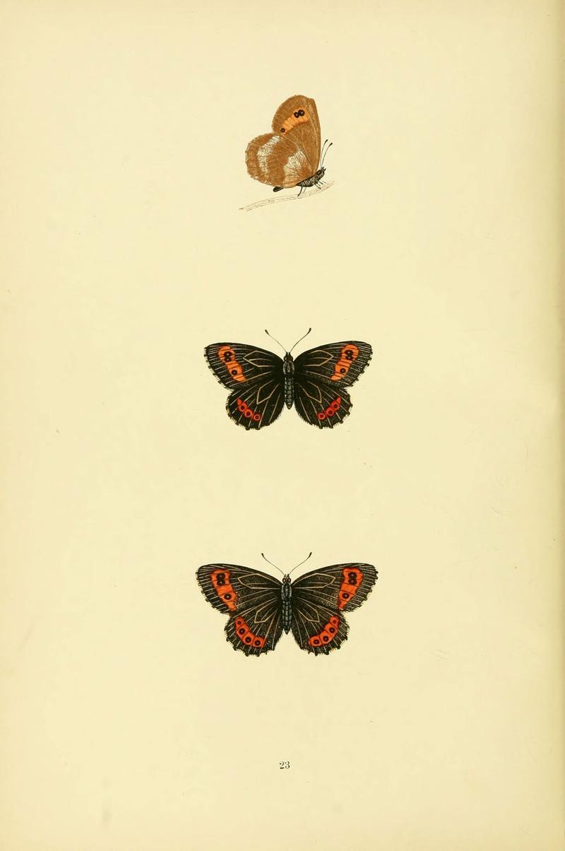 A history of British butterflies (6073606636)