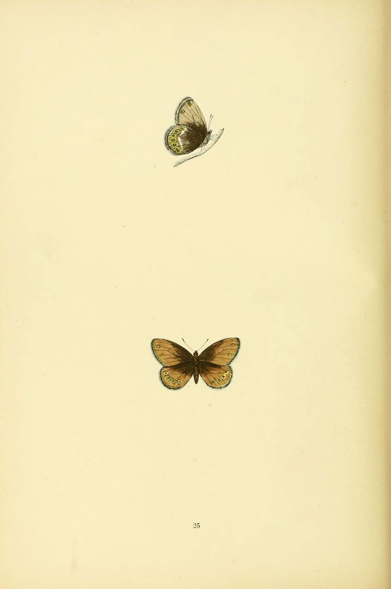 A history of British butterflies (6073607178)