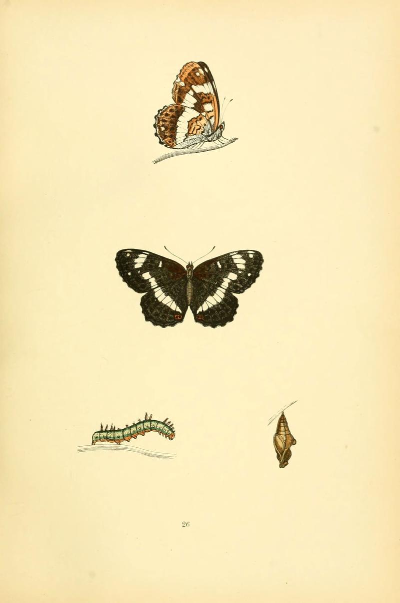 A history of British butterflies (6073607738)