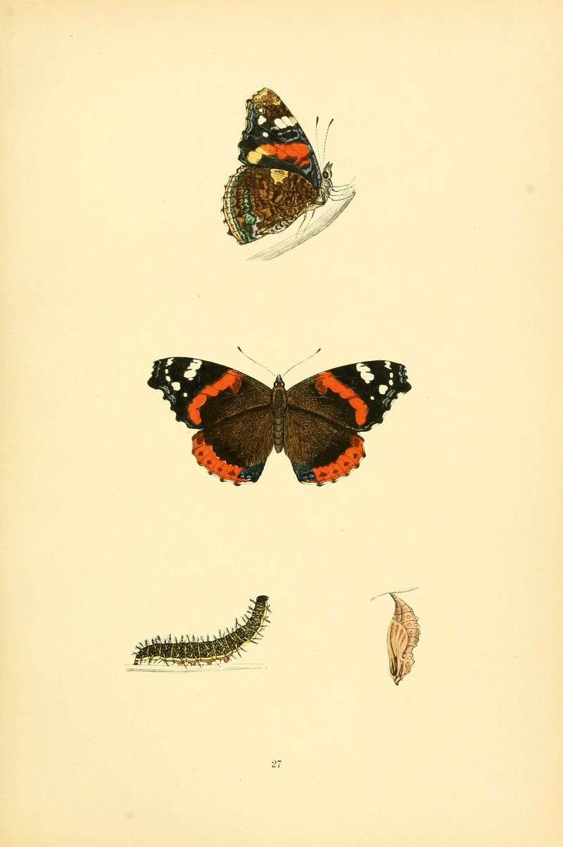A history of British butterflies (6073608048)