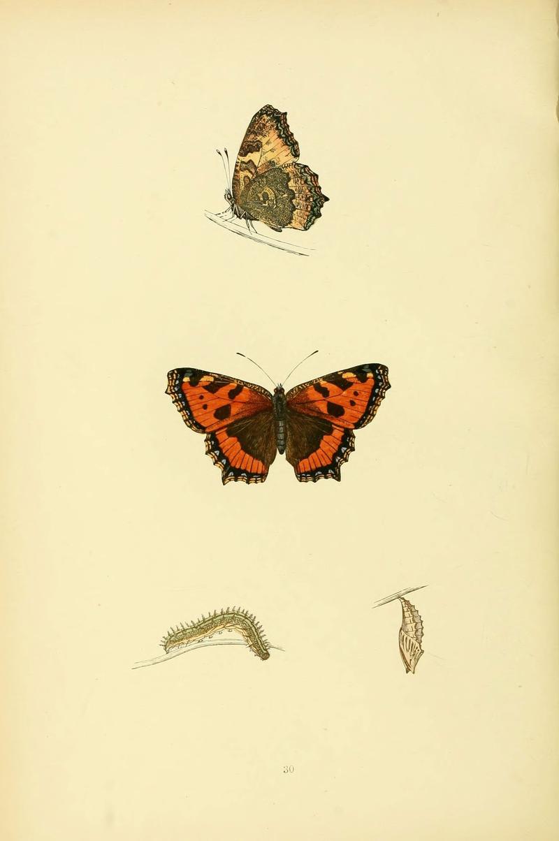A history of British butterflies (6073608968)