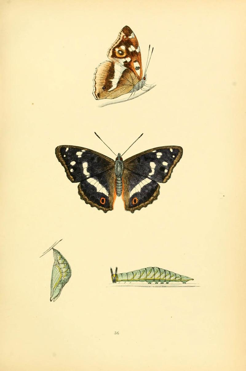 A history of British butterflies (6073610610)