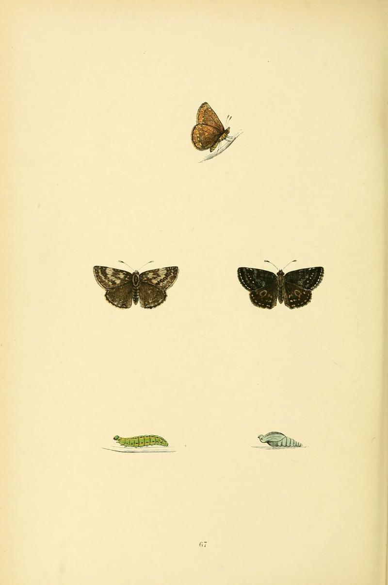 A history of British butterflies (6073619866)