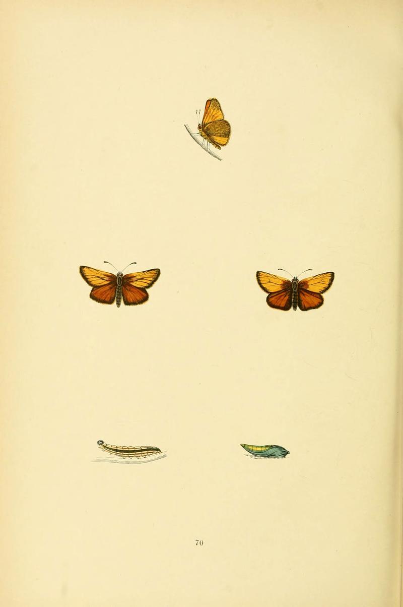 A history of British butterflies (6073620692)