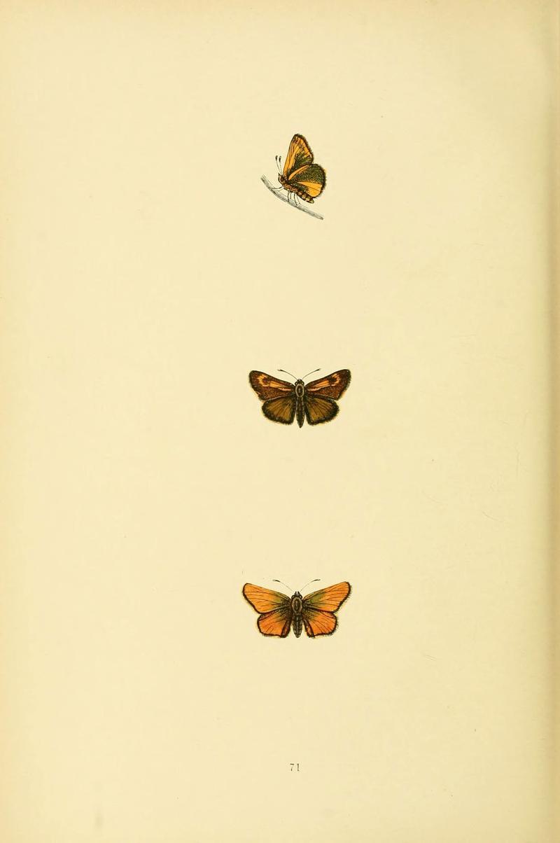 A history of British butterflies (6073620904)