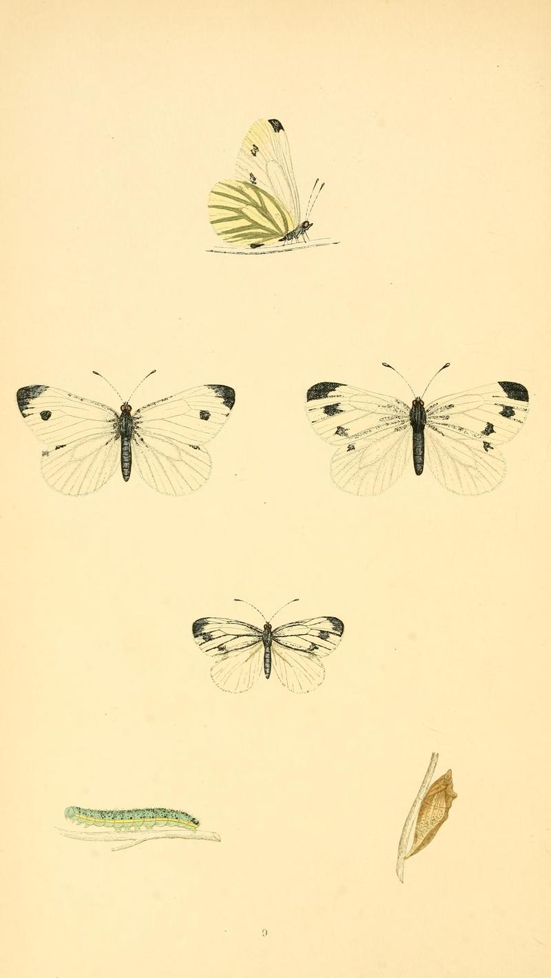 A history of British butterflies BHL14821120
