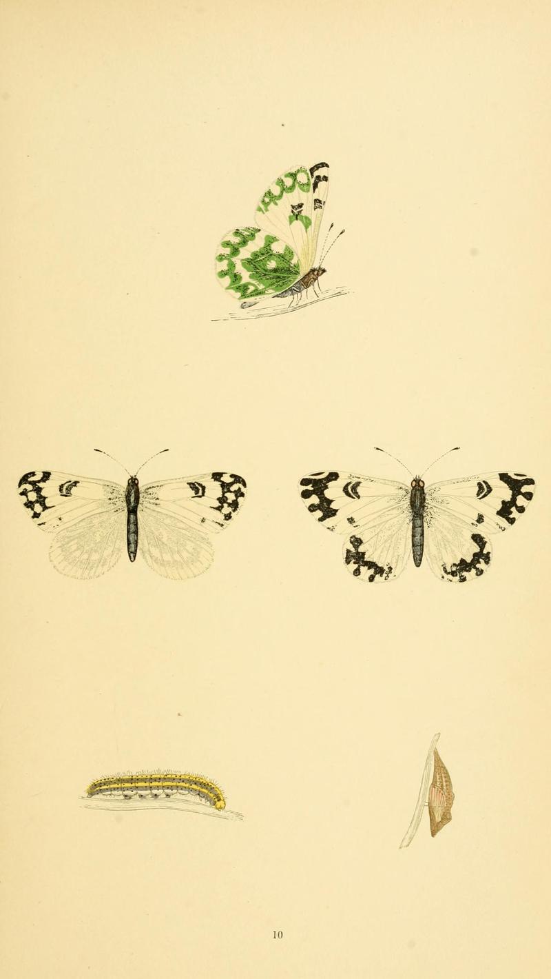 A history of British butterflies BHL14821144