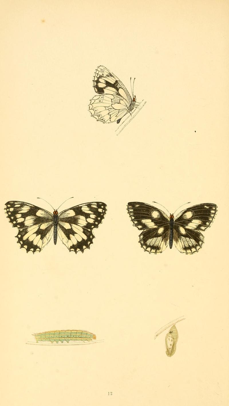 A history of British butterflies BHL14821157