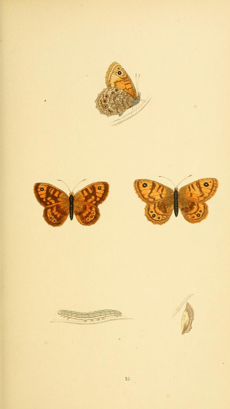A history of British butterflies BHL14821170
