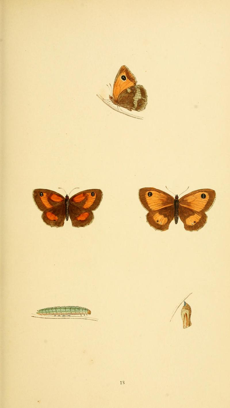 A history of British butterflies BHL14821178