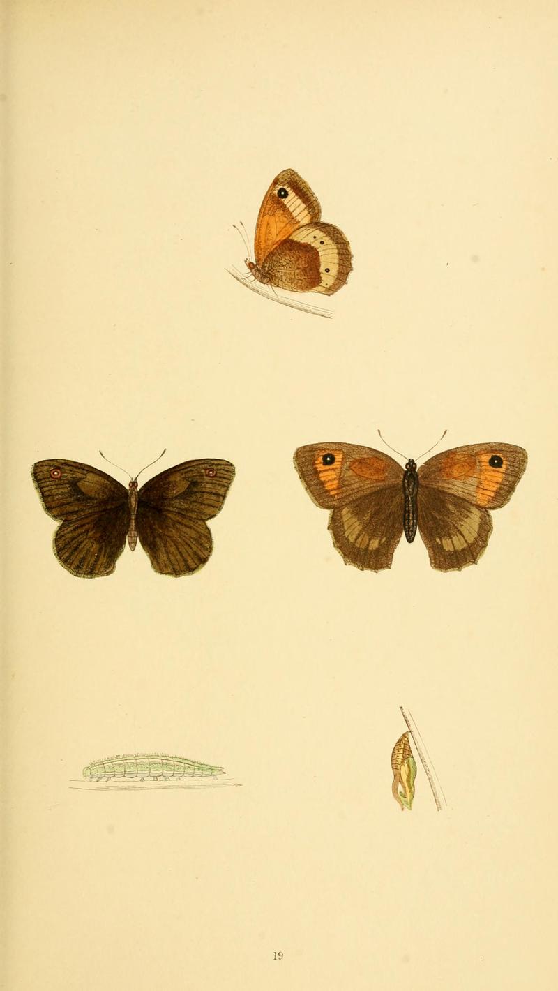 A history of British butterflies BHL14821182