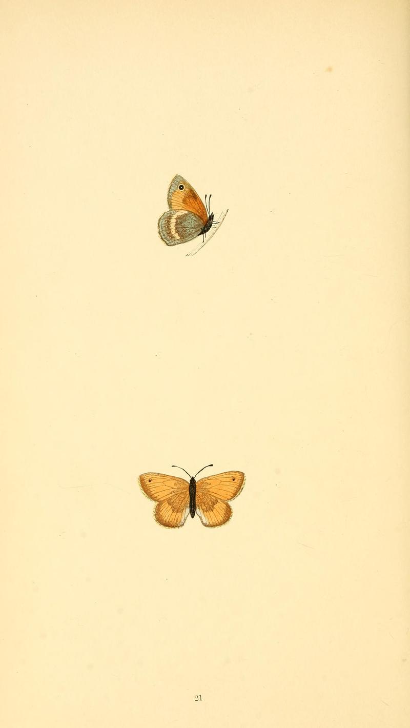 A history of British butterflies BHL14821191