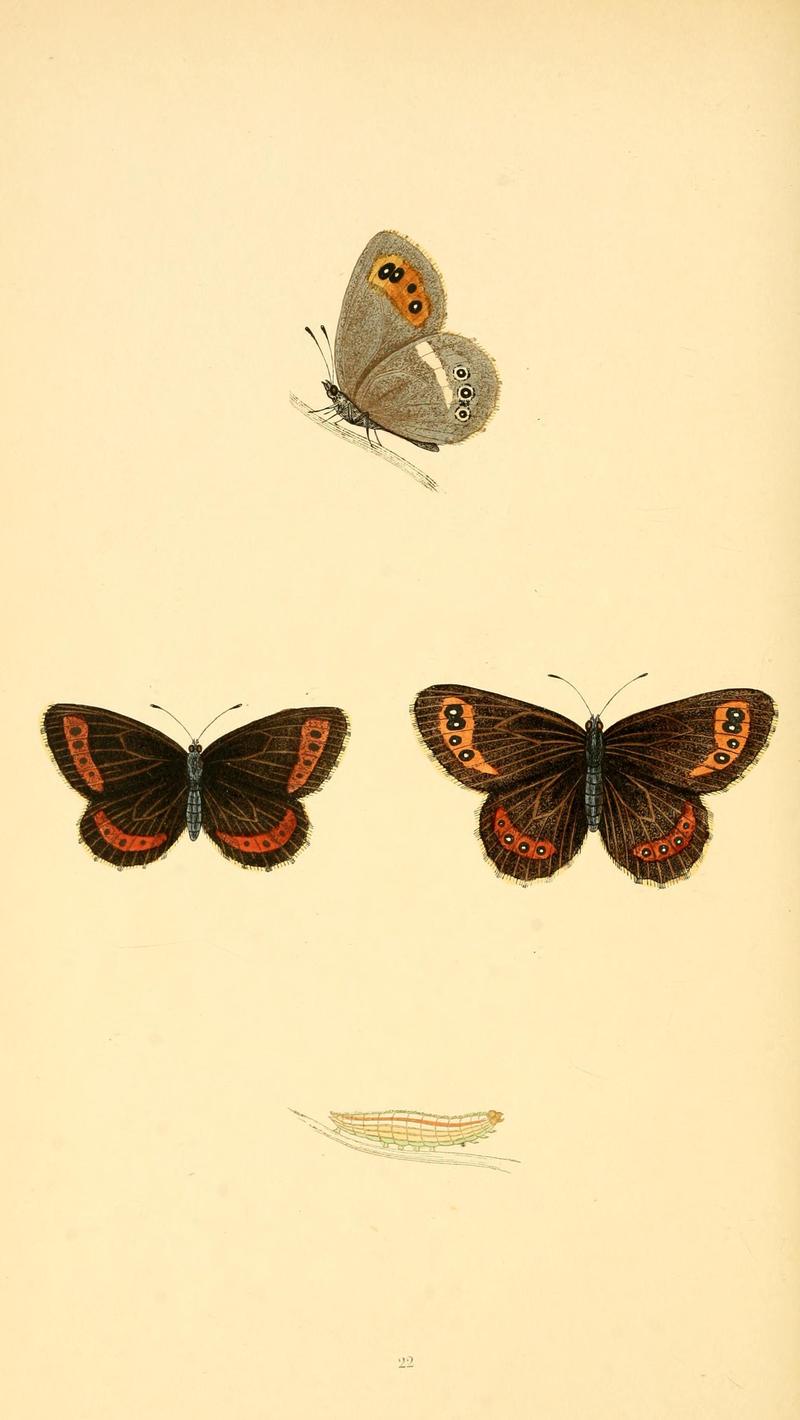 A history of British butterflies BHL14821195