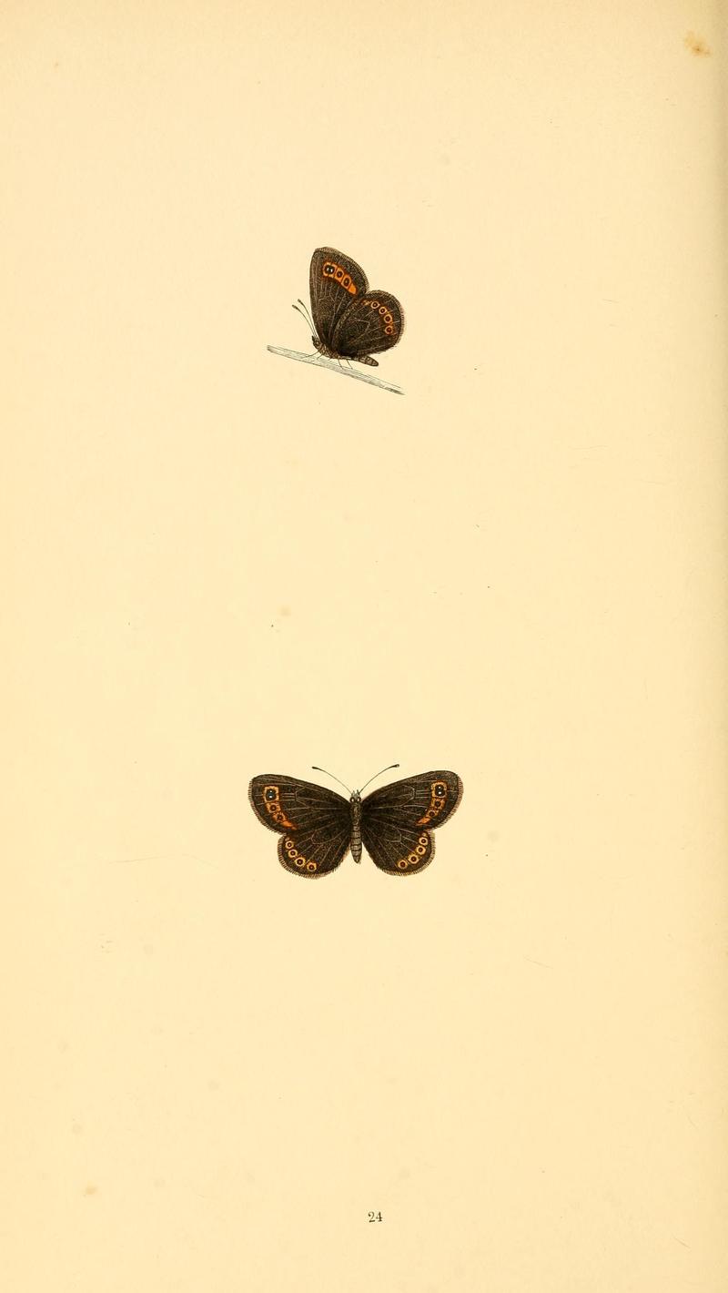 A history of British butterflies BHL14821203