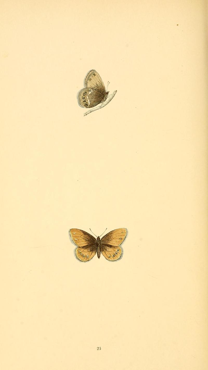 A history of British butterflies BHL14821207