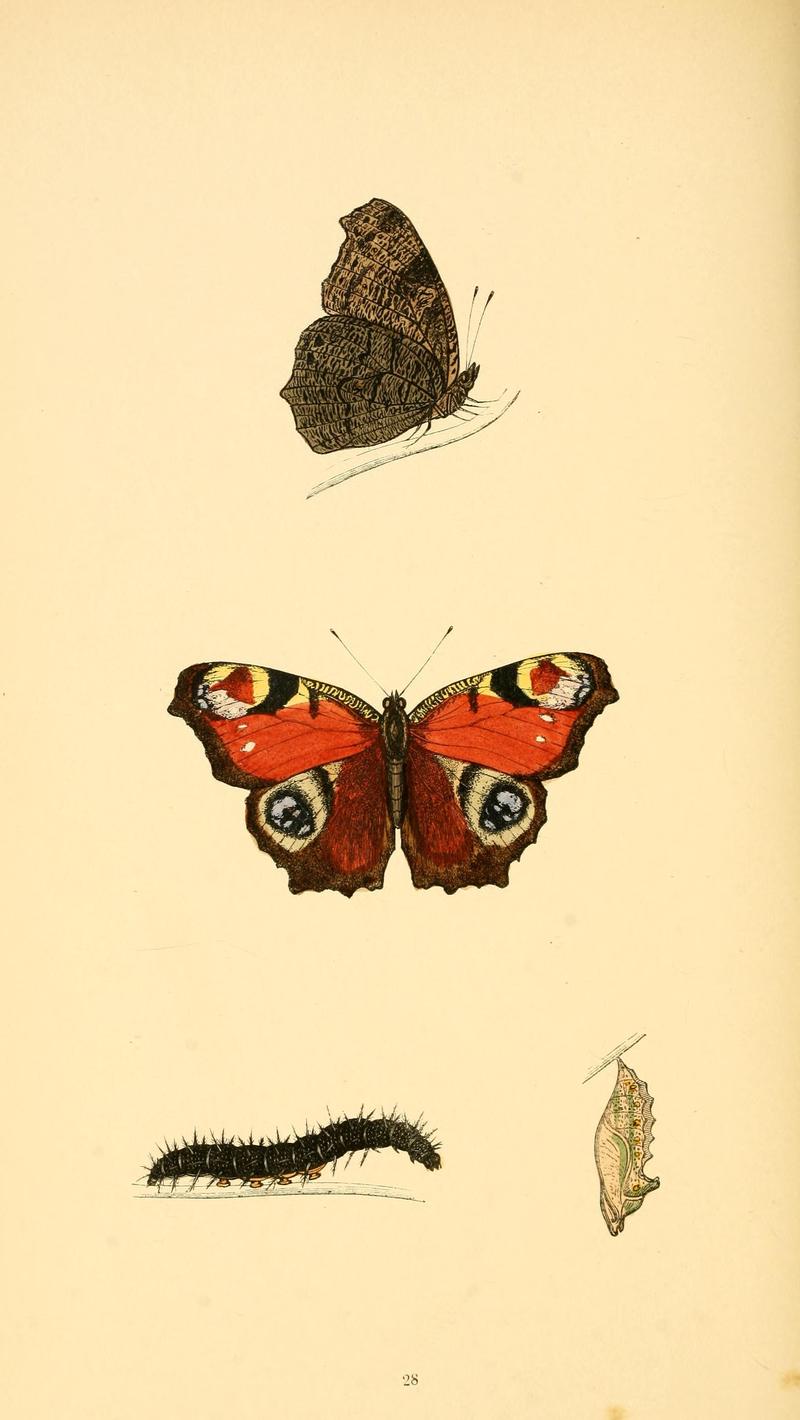 A history of British butterflies BHL14821221