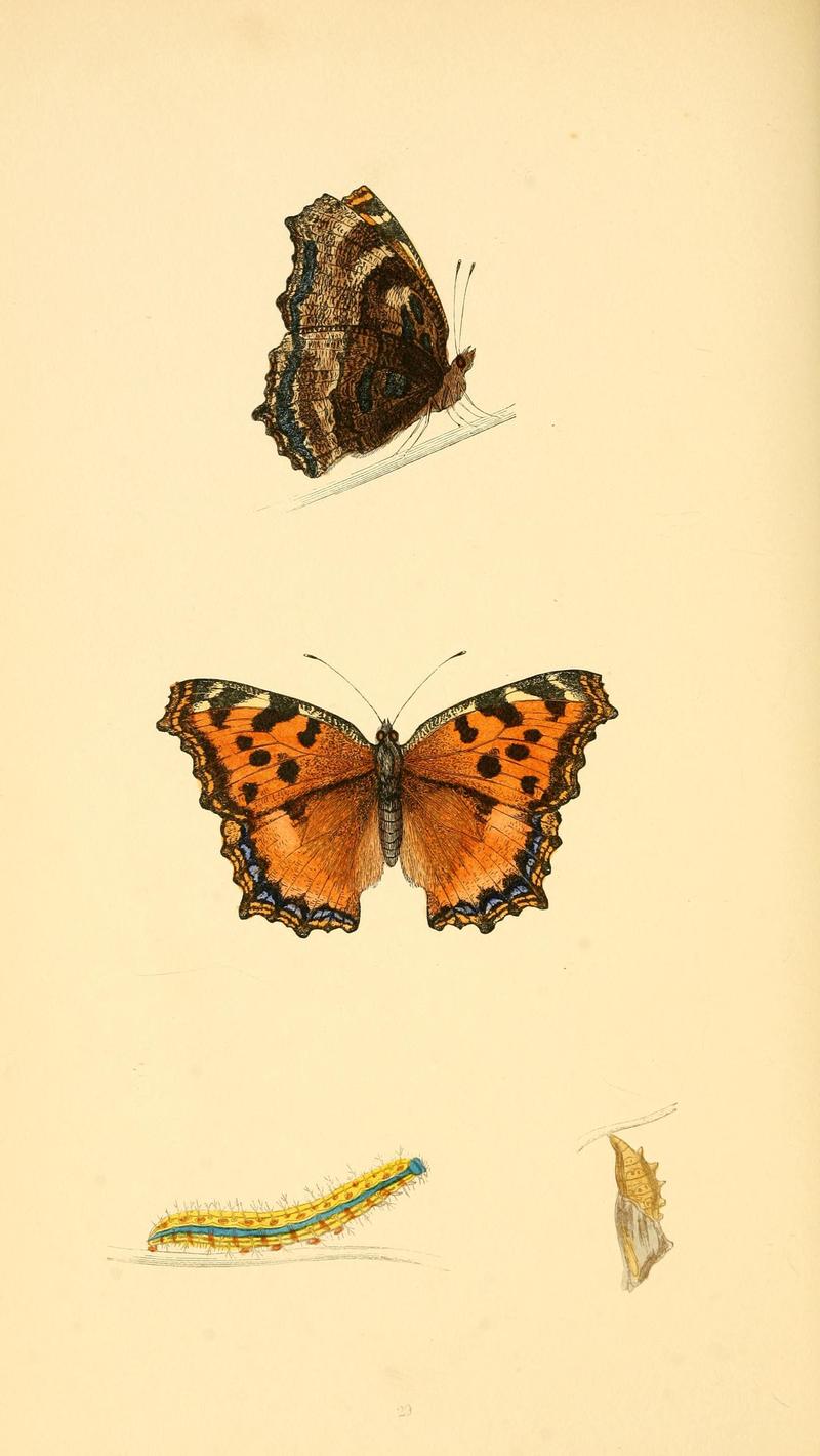 A history of British butterflies BHL14821225
