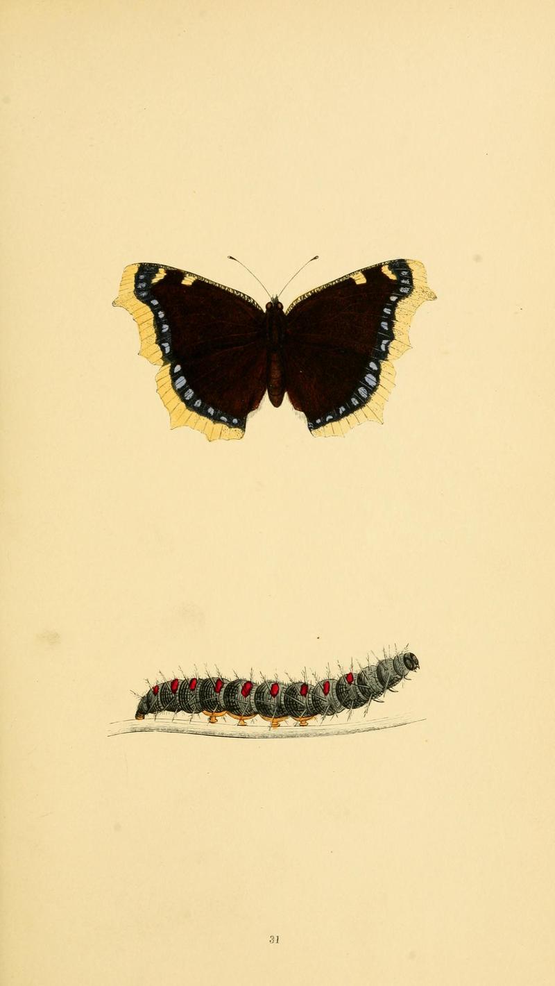 A history of British butterflies BHL14821234