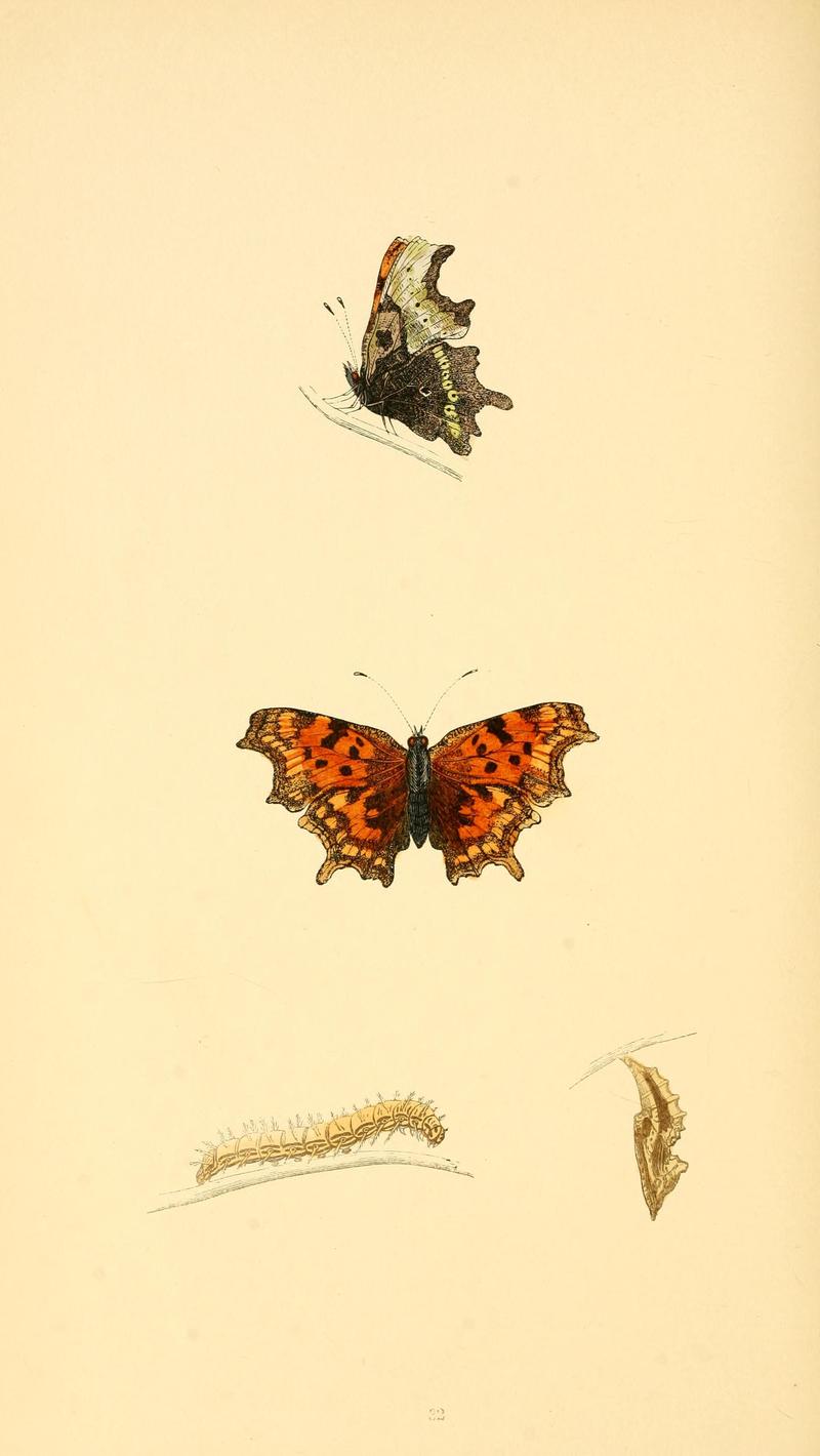 A history of British butterflies BHL14821239