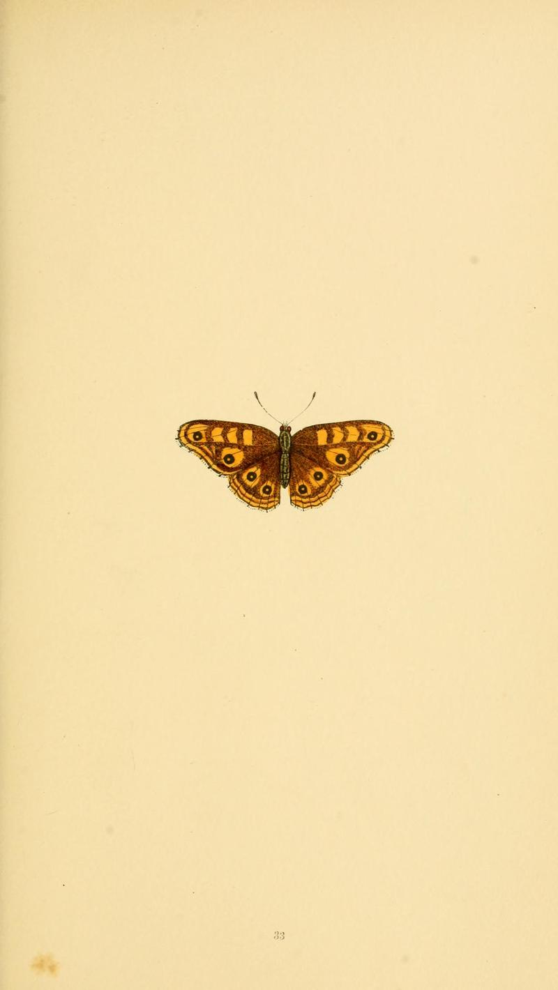 A history of British butterflies BHL14821244