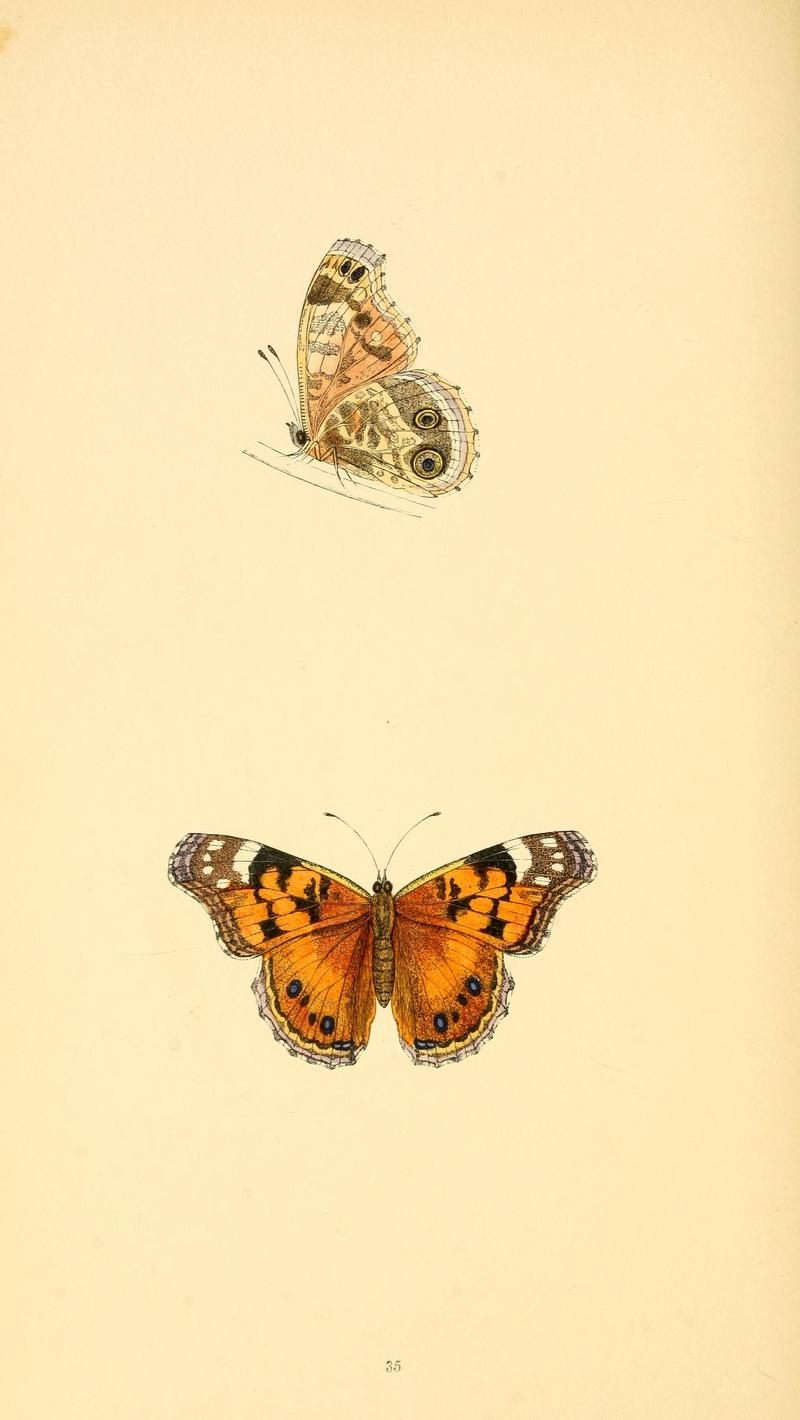 A history of British butterflies BHL14821251