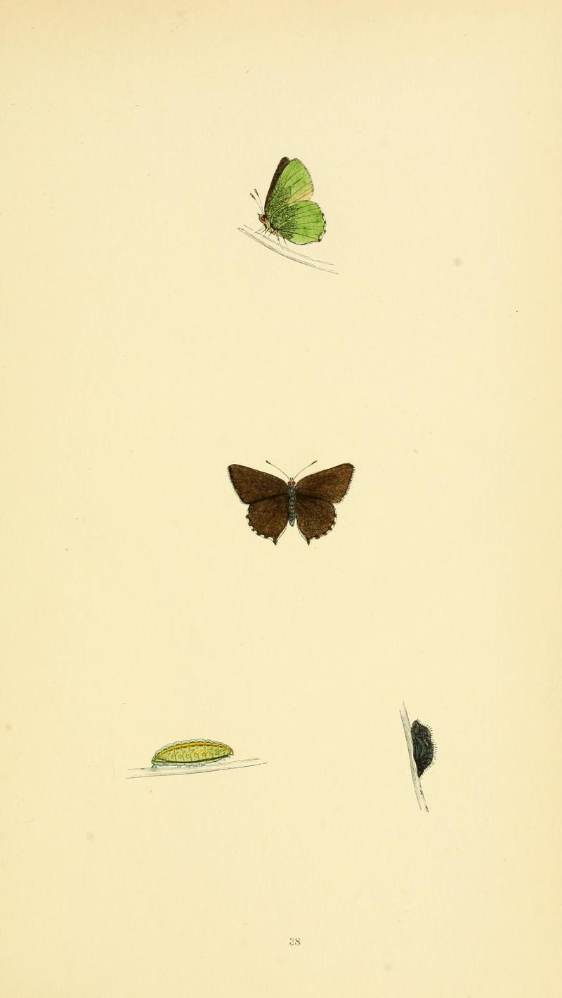 A history of British butterflies BHL14821264