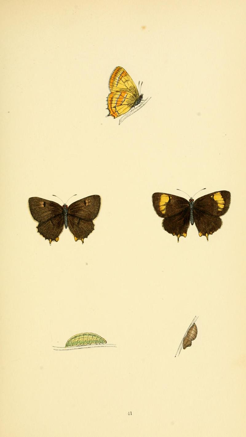 A history of British butterflies BHL14821276