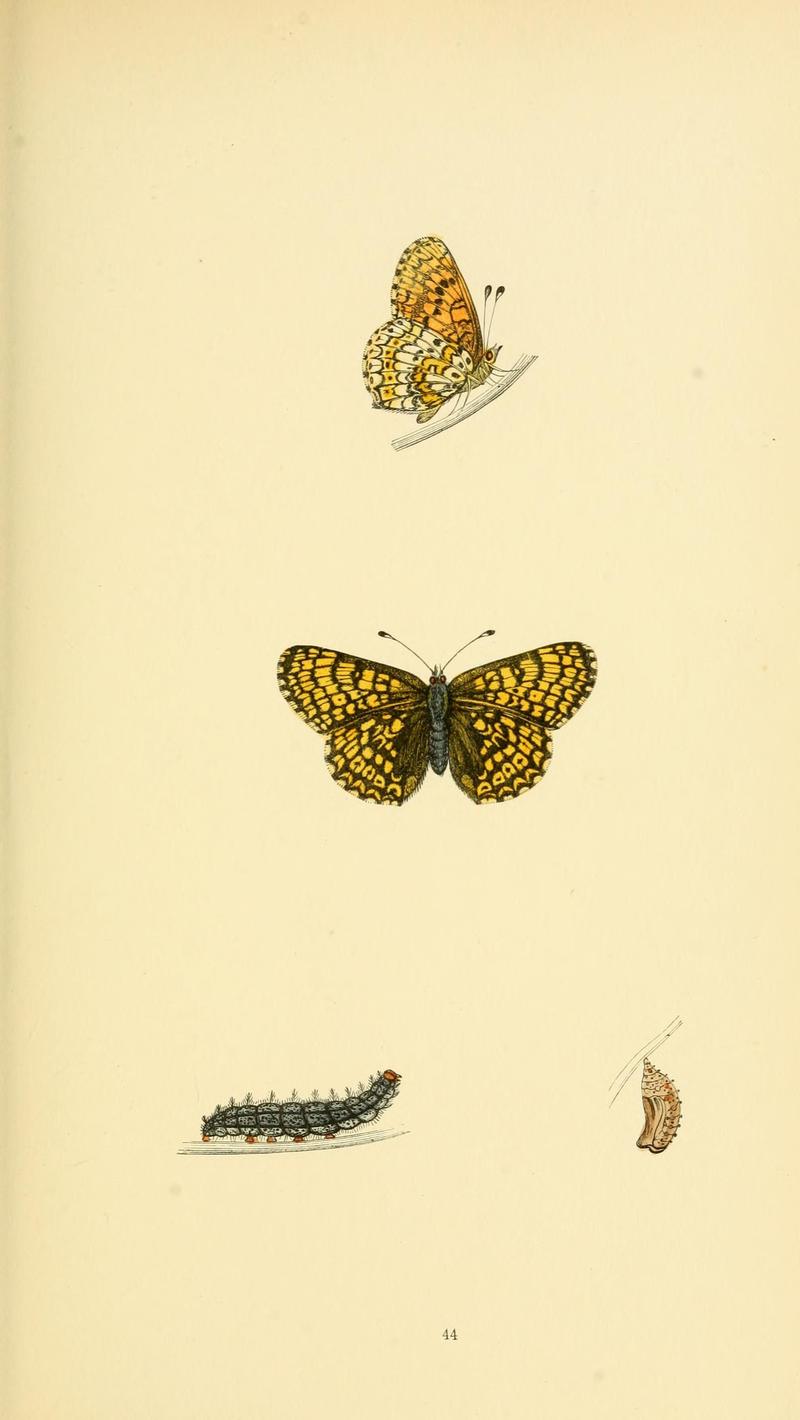 A history of British butterflies BHL14821290