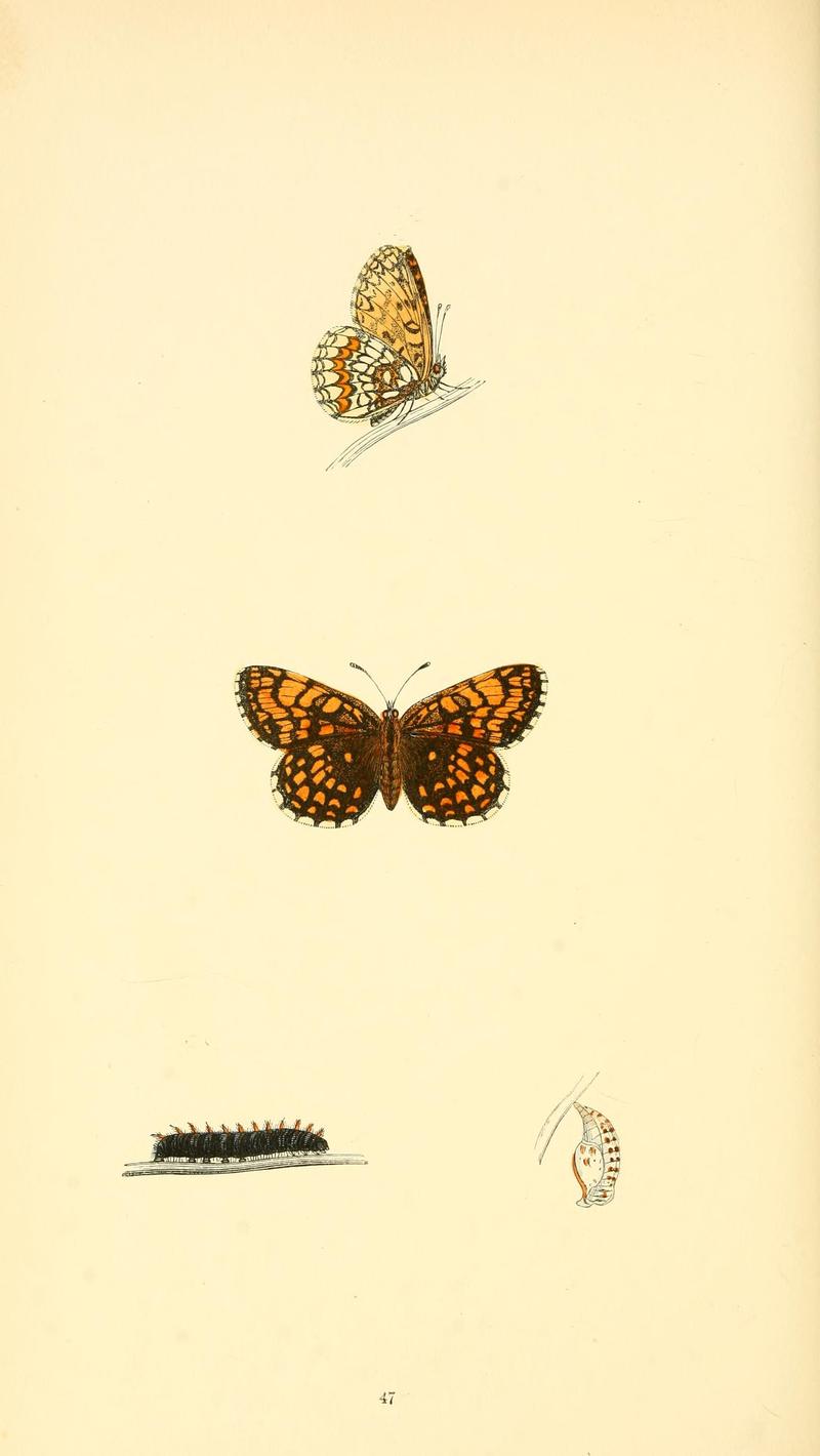 A history of British butterflies BHL14821303