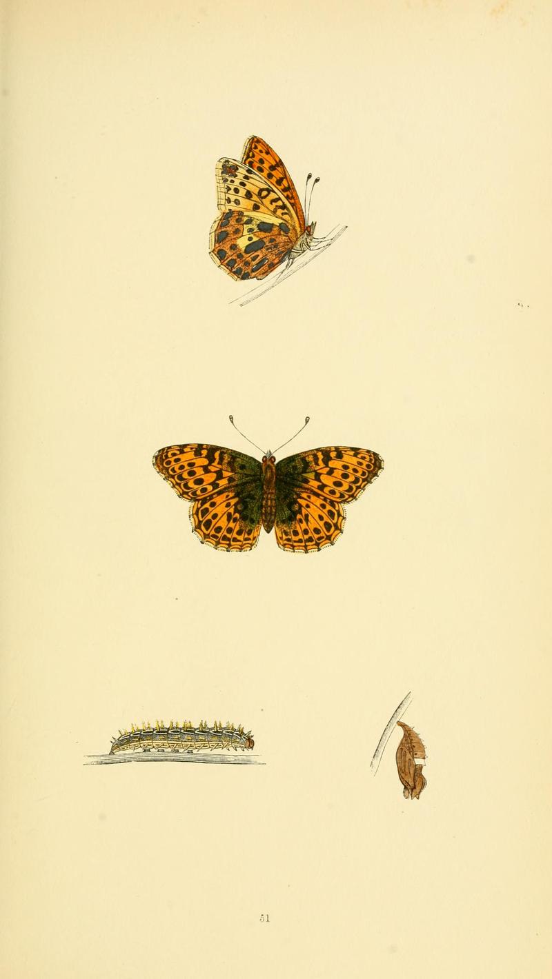A history of British butterflies BHL14821322