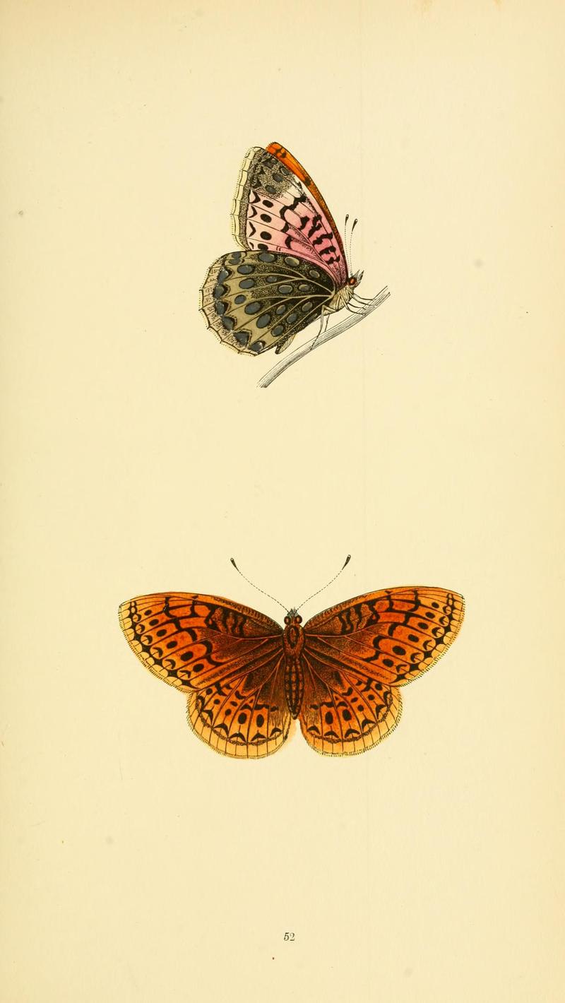 A history of British butterflies BHL14821326