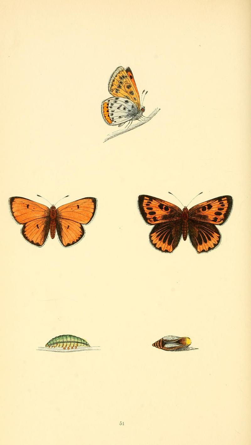 A history of British butterflies BHL14821333