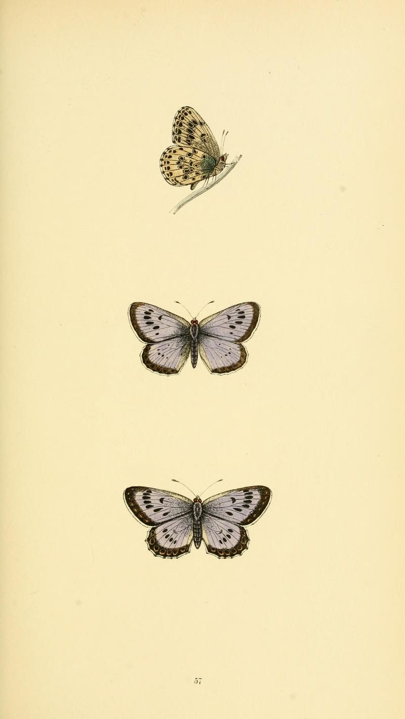 A history of British butterflies BHL14821346
